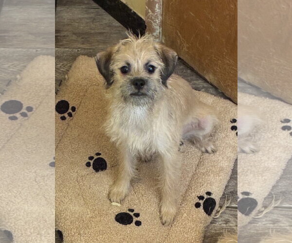 Medium Photo #2 Mutt Puppy For Sale in Apple Valley, CA, USA