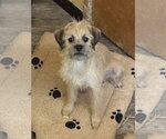 Small #1 Mutt