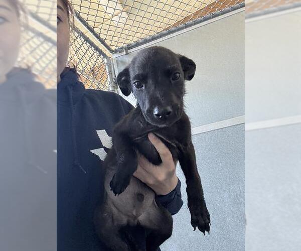 Medium Photo #1 American Pit Bull Terrier Puppy For Sale in Baytown, TX, USA