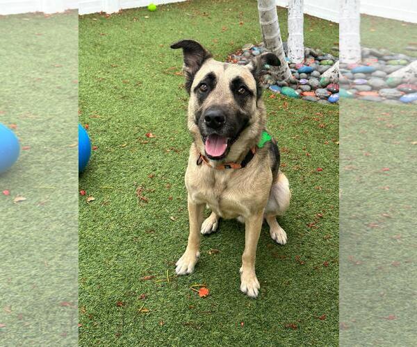 Medium Photo #2 Mutt Puppy For Sale in Pompano Beach , FL, USA