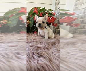 French Bulldog Puppy for sale in EVANS, GA, USA
