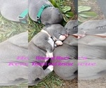 Small Photo #20 American Pit Bull Terrier Puppy For Sale in DELAWARE, OH, USA