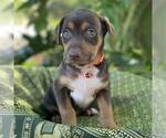 Small #1 Mutt