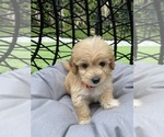 Small Photo #6 Goldendoodle (Miniature) Puppy For Sale in PORT CHARLOTTE, FL, USA