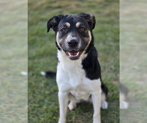 Holly Mae - Female Anatolian Shepherd-Unknown Mix Dog for Adoption - Photo #6