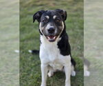 Small #5 Anatolian Shepherd Mix
