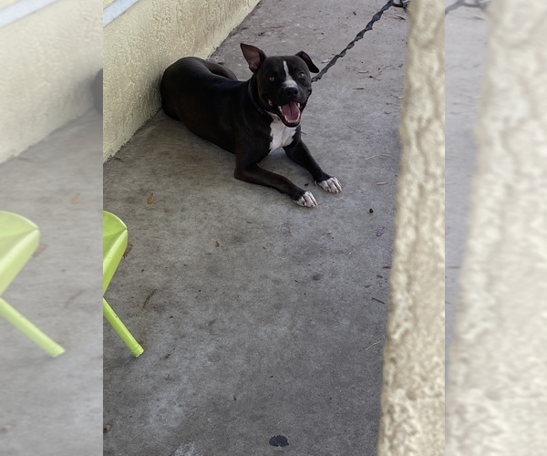 Medium Photo #1 American Pit Bull Terrier Puppy For Sale in ORLANDO, FL, USA