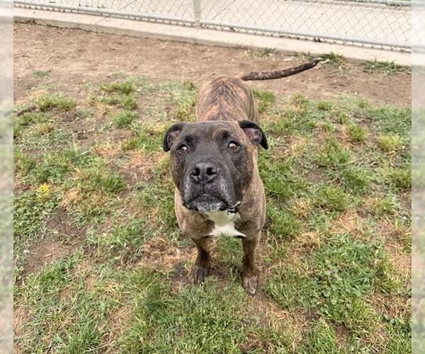 Medium Photo #1 Boxer-Unknown Mix Puppy For Sale in Modesto, CA, USA