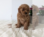 Small #3 Goldendoodle (Miniature)
