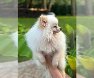 Pomeranian Puppy for sale in DIX HILLS, NY, USA