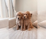Small Photo #5 Golden Mountain Doodle  Puppy For Sale in SPOKANE, WA, USA
