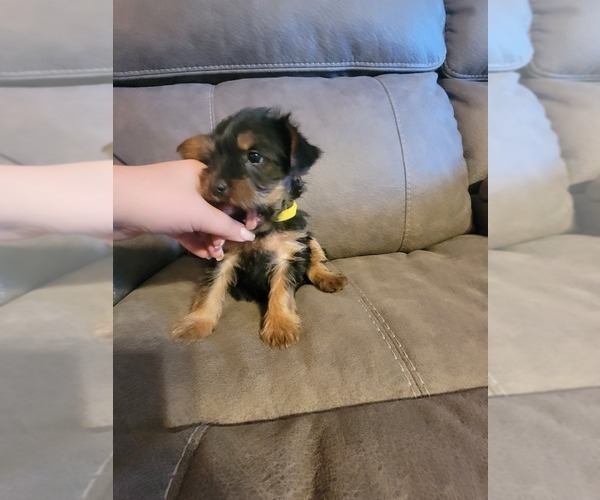 Medium Photo #6 Yorkshire Terrier Puppy For Sale in NORTHGLENN, CO, USA