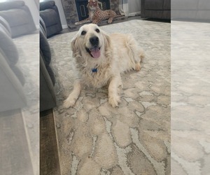 Golden Retriever Dog for Adoption in ELVERTA, California USA