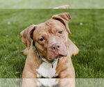 Small #4 American Pit Bull Terrier-Labrador Retriever Mix