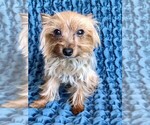 Small Photo #3 Yorkshire Terrier Puppy For Sale in STAFFORD SPRINGS, CT, USA