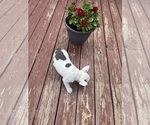 Small Photo #7 French Bulldog Puppy For Sale in KANSAS CITY, MO, USA