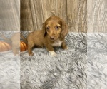 Small Photo #12 Dachshund Puppy For Sale in MYRTLE, MO, USA