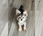 Small #1 Shorkie Tzu
