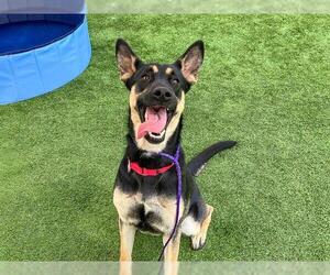 German Shepherd Dog Dogs for adoption in Orange, CA, USA