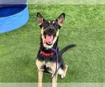 Small German Shepherd Dog