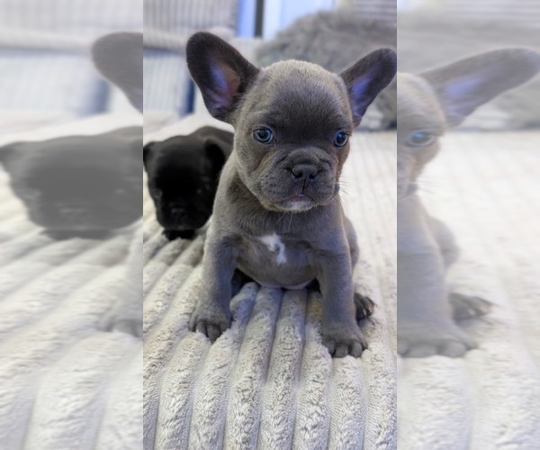 Medium Photo #10 French Bulldog Puppy For Sale in ARVERNE, NY, USA