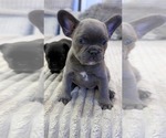 Small #9 French Bulldog
