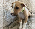 Small #2 American Pit Bull Terrier Mix