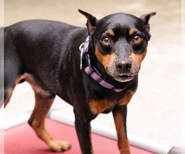 Medium Photo #3 Miniature Pinscher-Unknown Mix Puppy For Sale in Ellijay, GA, USA