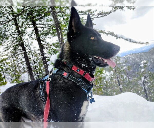 Medium Photo #2 German Shepherd Dog-Unknown Mix Puppy For Sale in McKinleyville, CA, USA
