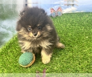 Pomeranian Puppy for sale in CASSVILLE, MO, USA