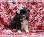 Small Photo #3 Pomeranian Puppy For Sale in QUARRYVILLE, PA, USA