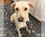 Small #7 Labrador Retriever Mix