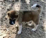 Small Photo #2 Akita Puppy For Sale in SHELBY, NC, USA