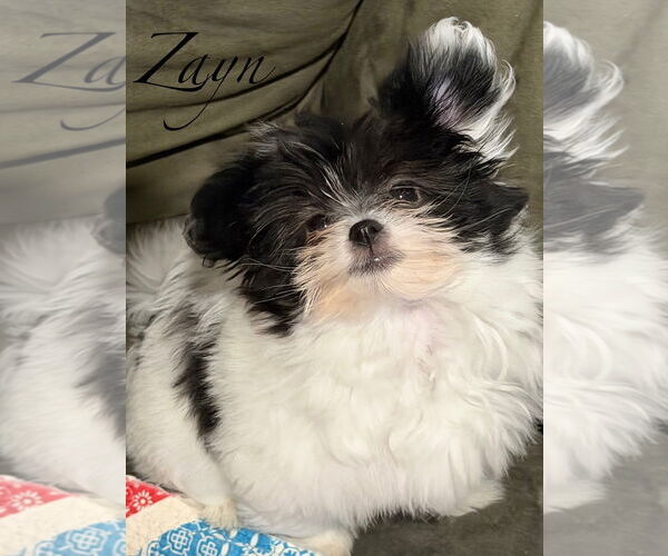 Medium Photo #1 Shiranian Puppy For Sale in Topeka, KS, USA