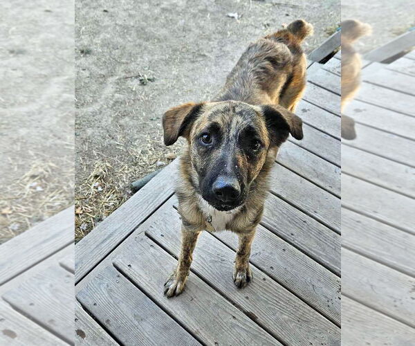 Medium Photo #10 Mutt Puppy For Sale in Sandy, UT, USA