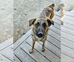Small #9 Mutt