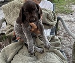 Small Photo #15 German Shorthaired Pointer-German Wirehaired Pointer Mix Puppy For Sale in DEFUNIAK SPRINGS, FL, USA
