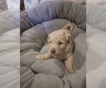 Small Photo #4 Goldendoodle (Miniature) Puppy For Sale in NORTH LIBERTY, IN, USA
