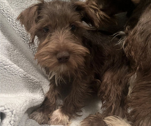 Schnauzer (Miniature) Puppy for sale in PICKENS, SC, USA