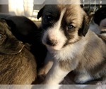 Small Photo #25 Anatolian Shepherd Puppy For Sale in COMMERCE, TX, USA