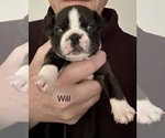 Puppy Will Boston Terrier