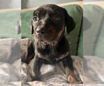 Small #1 Dachshund Mix