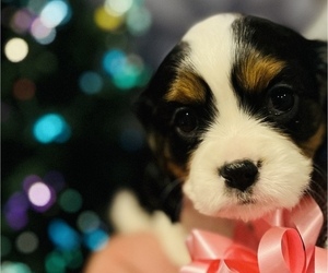 Cavalier King Charles Spaniel Puppy for sale in BONNEY LAKE, WA, USA