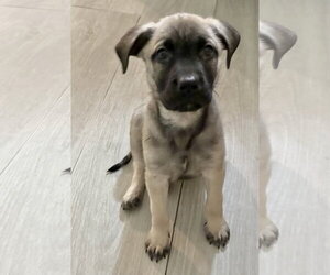 Black Mouth Cur-Labrador Retriever Mix Dogs for adoption in Hillsboro, MO, USA