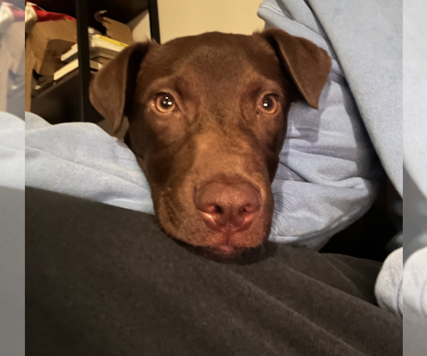 Medium Photo #16 Labrador Retriever-Unknown Mix Puppy For Sale in Brooklyn, NY, USA
