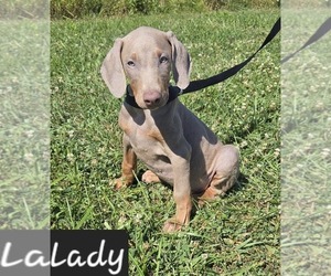 Doberman Pinscher Puppy for sale in POMEROY, OH, USA