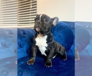 French Bulldog Puppy for sale in EL PASO, TX, USA