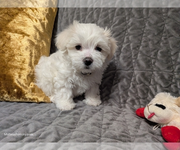 Medium Photo #7 Maltese Puppy For Sale in OCALA, FL, USA