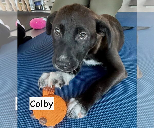 Medium Photo #4 Collie-Labrador Retriever Mix Puppy For Sale in GILBERTS, IL, USA