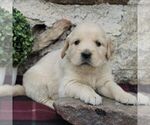 Small Photo #1 Golden Retriever Puppy For Sale in HONEY BROOK, PA, USA